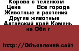 Корова с теленком › Цена ­ 69 - Все города Животные и растения » Другие животные   . Алтайский край,Камень-на-Оби г.